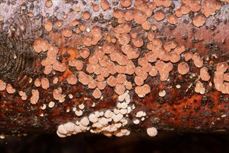 Reddish coalberry many reddish fruiting bodies next to each other on tree trunk