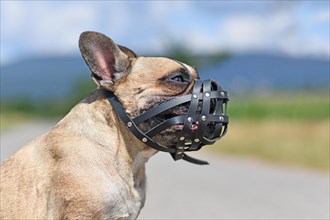 French Bulldog dog with short nose wearing leather muzzle for protection against biting