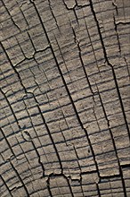 Cut tree stump surface as a background texture