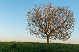 Apple tree in bloom in meadow at full moonrise at dusk. Alsace