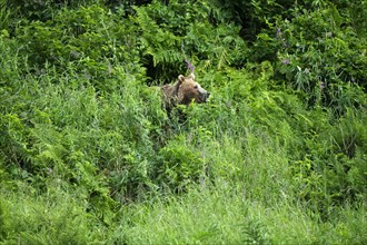 Grizzly bear in thicket takes scent