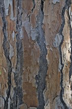 Bark of a pine tree