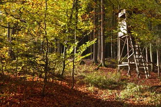 High stand in autumn in the deciduous forests near Diez