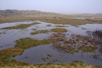 Wadden Sea National Park with fog