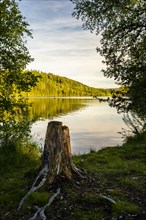 The lake Windgfaellweiher with a tree stump in the foreground at golden hour in the evening