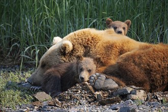 Mother bear with two cubs