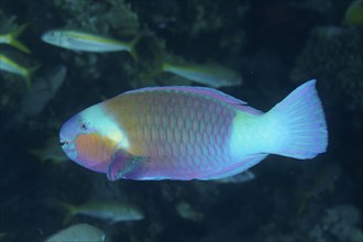 Bullethead parrotfish