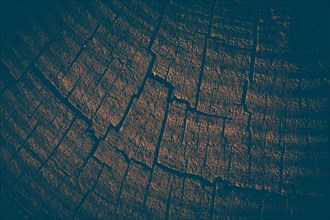 Cut tree stump surface as a background texture