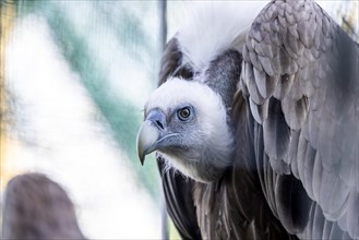 Head of griffon vulture