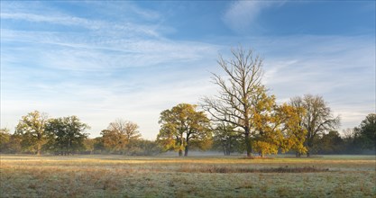 Solitary oaks in the Elbe meadows at dawn with ground fog in autumn