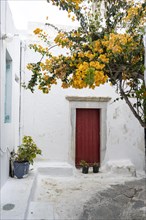 Small alley with red house entrance and yellow bougainvillea