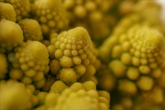 Macro photograph of a romanescu cauliflower with selective focus