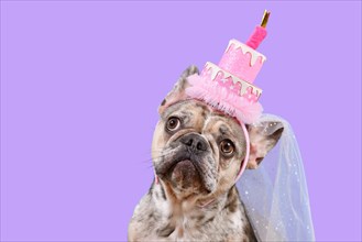 Funny French Bulldog dog with birthday party cake hat on violet background with copy space