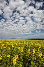 Flowering sunflower field