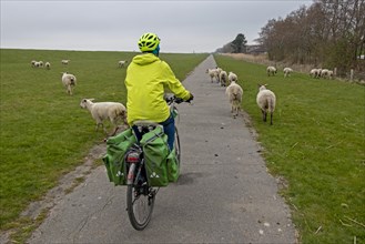 Cyclist riding between sheep on Elbe cycle path