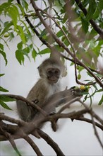 Little baby monkey in a green tree. Monkey