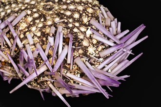 A skeleton studded with a few spines of a dead purple