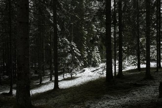 A strip of sunlight in the dark spruce forest in winter