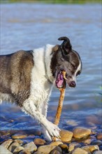 Black and white border collie dog playing in the river with a tree branch biting on it
