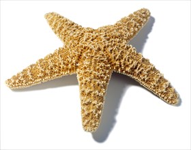 Star Fish