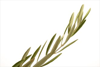 Close-up of an olive branch isolated on a white background