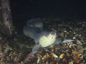 Portrait of European eel