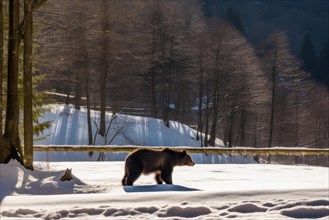 A brown bear on a snow-covered forest road close to civilisation