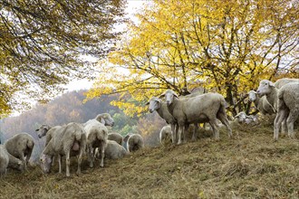Sheep grazing on rough grassland