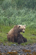 Mother bear suckling her two cubs