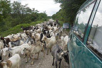 Herd of goats crossing the road