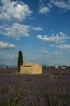 Flowering lavender