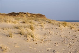 Dune with dune grass