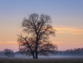 Solitary oaks in the Elbe meadows at dusk with ground fog in autumn