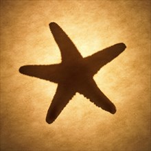 Star Fish
