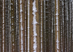 Trunks of a spruce monoculture in winter form a graphic pattern