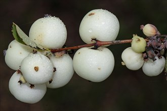 Common snowberry branch with some white fruits