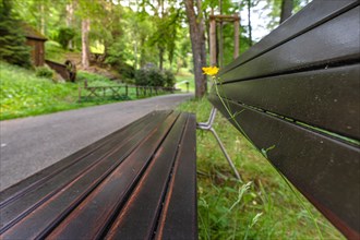 Bench with flower in the spa gardens
