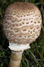 Giant umbrella mushroom