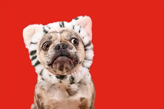 Confused French Bulldog dog with cat headband on red background with copy space