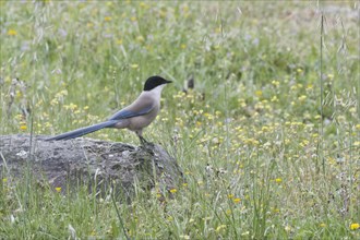 Blue magpie