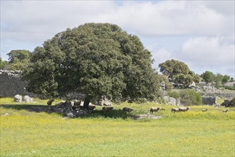 Landscape in Extremadura with sheep under a holm oak