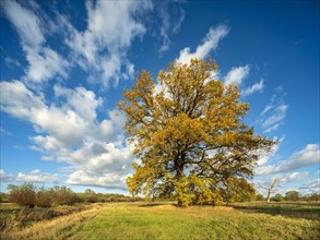 Solitary oak in the Elbe meadows in autumn