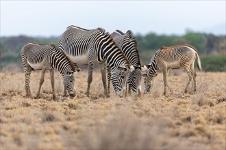 Group of Grevy's zebras