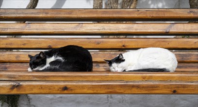 Black and white sleeping cats on a bench