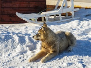 Young husky sitting in front of wooden sledge in the snow