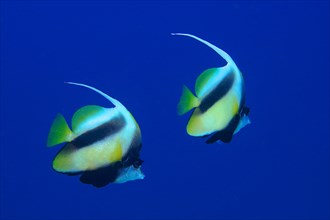 Pair of red sea bannerfish