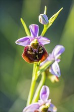 Bumblebee's ragwort