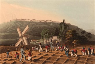 Enslaved blacks planting sugar cane in the fields