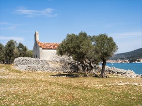 Olive grove and old church