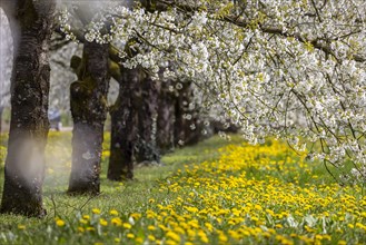 Blossoming cherry trees in spring
